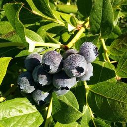 Hillside Blueberries